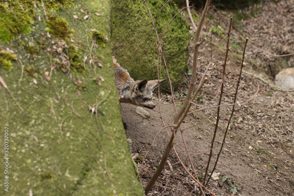 Otocyon megalotis, is an African beast of the canine family. He's waiting for prey.