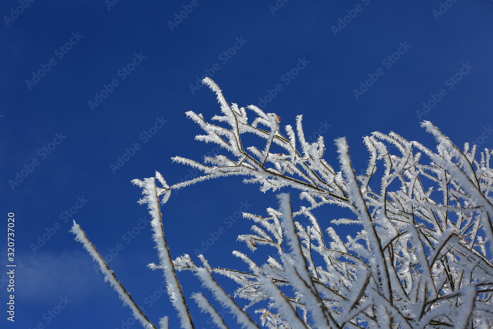 Branches of a snowy tree in frosty hoarfrost against the blue sky in winter Branches of a snowy tree in frosty hoarfrost against the blue sky in winter