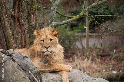 Fototapeta Naklejka Na Ścianę i Meble -  male lion lying on stone and staring into camera, close up