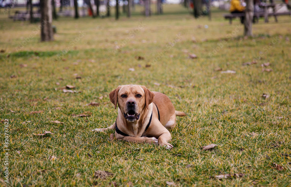 Trained labrador pointer dog lying on the grass in the park in autumn. Having pets consept. Trained labrador pointer dog lying on the grass in the park in autumn. Having pets consept.