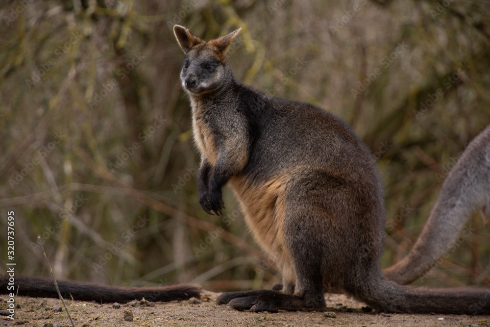 Portrait of Macropus fuliginosus in nature Portrait of Macropus fuliginosus in nature