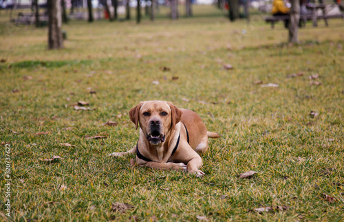 Trained labrador pointer dog lying on the grass in the park in autumn. Having pets consept.