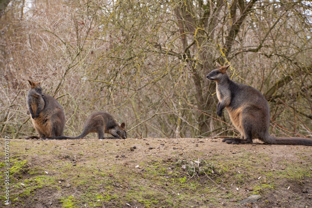 Macropus fuliginosus, together with the family Macropus fuliginosus, together with the family