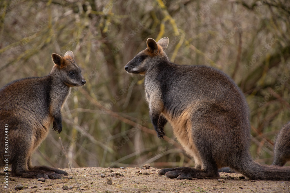 Two kangaroos (Macropus fuliginosus) in nature, staring at each other, close up Two kangaroos (Macropus fuliginosus) in nature, staring at each other, close up