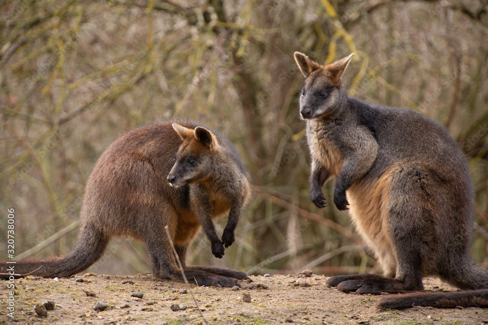 Two kangaroos (Macropus fuliginosus) in nature Two kangaroos (Macropus fuliginosus) in nature