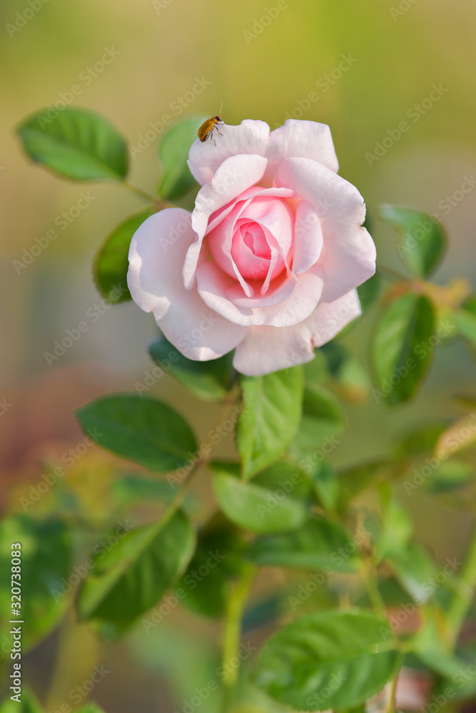 Beautiful rose on dark background Beautiful rose on dark background