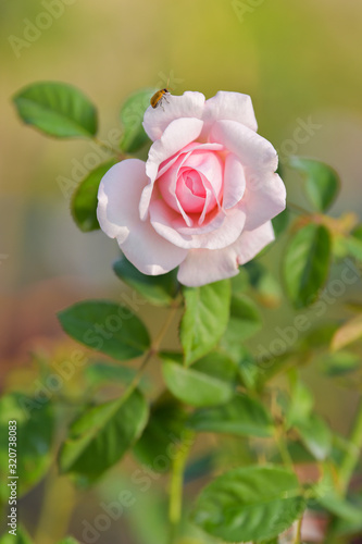 Beautiful rose on dark background