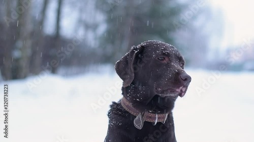 A brown labrador with vitiligo sticks out his tongue and licks his nose. Looks funny. Close up