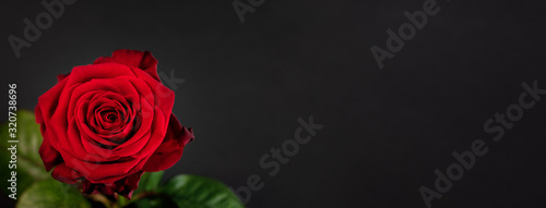 Fototapeta Naklejka Na Ścianę i Meble -  Valentines day. Rose flower on black background. Valentines day, marriage, mother day, love concept.
