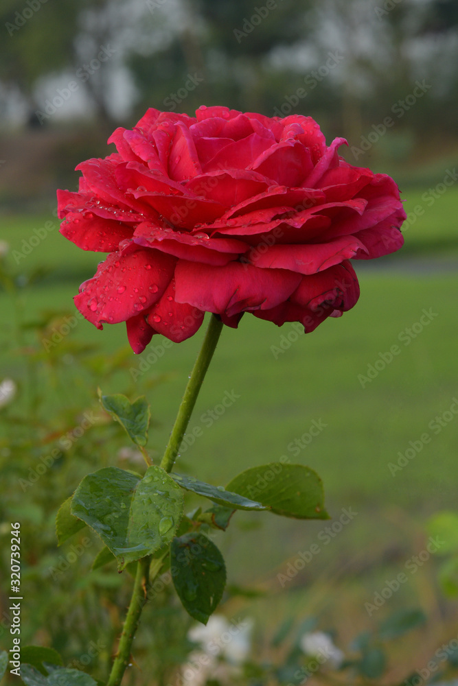 Obraz premium Beautiful red rose in the garden