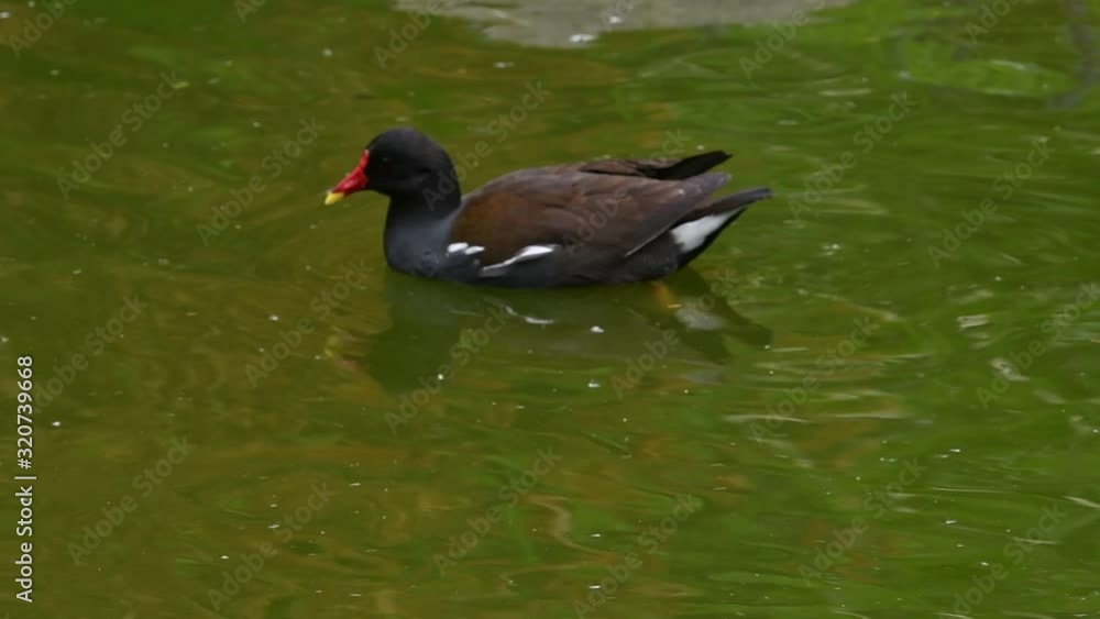 Moorhen and ferruginous duck popping up and diving under in pond Moorhen and ferruginous duck popping up and diving under in pond