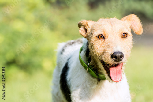 Cachorro disfrutando del parque