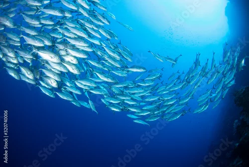 Panel kuchenny z motywem school of trevally fish