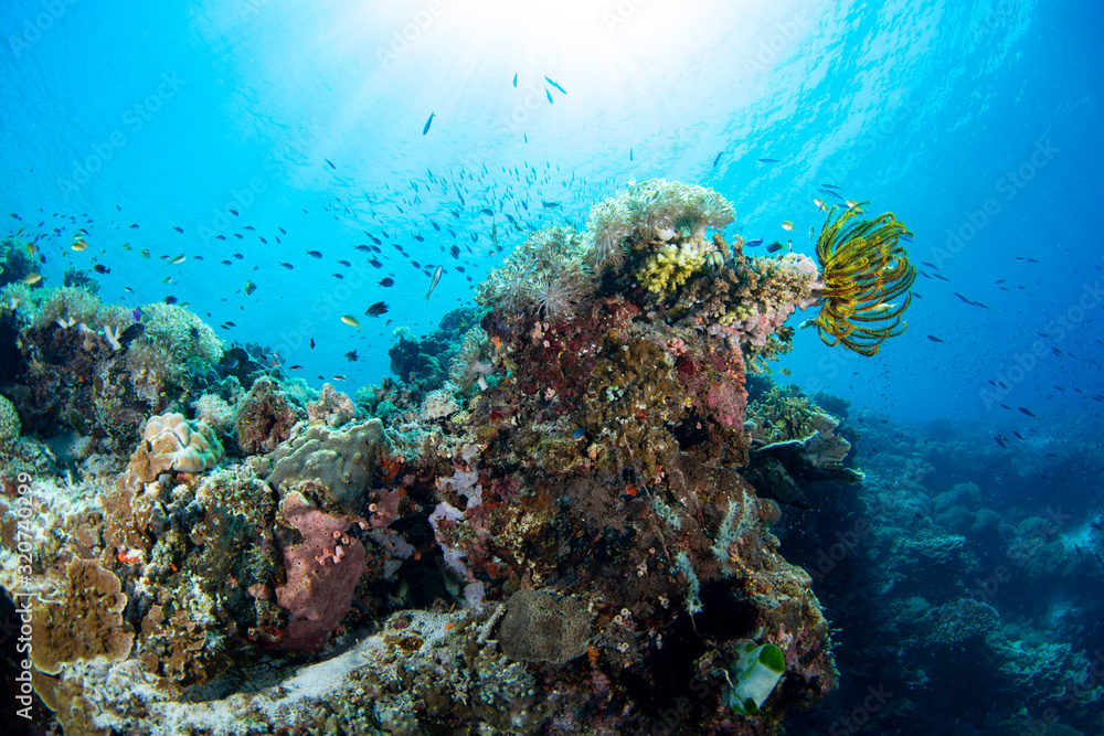 Naklejka premium beautiful coral reef and fish