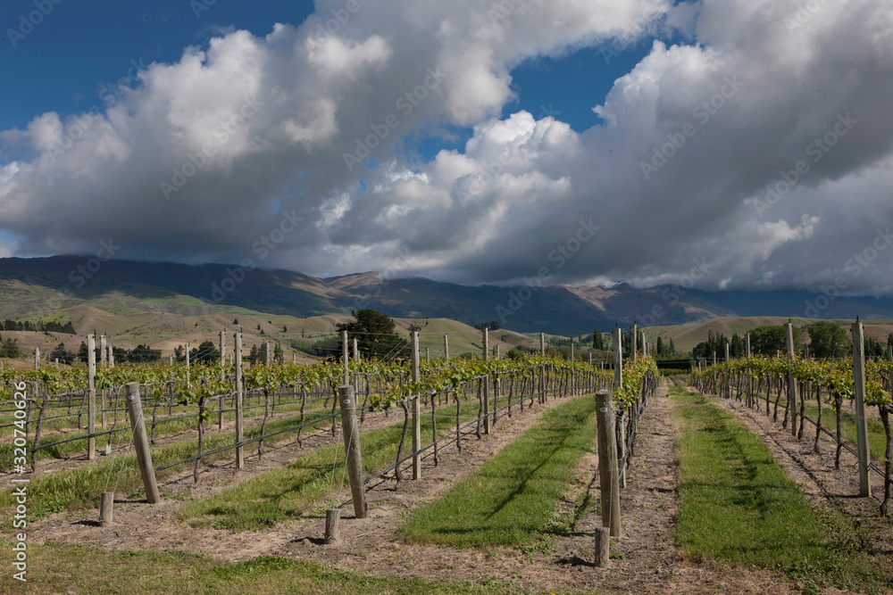 Cromwell New Zealand. Vineyards