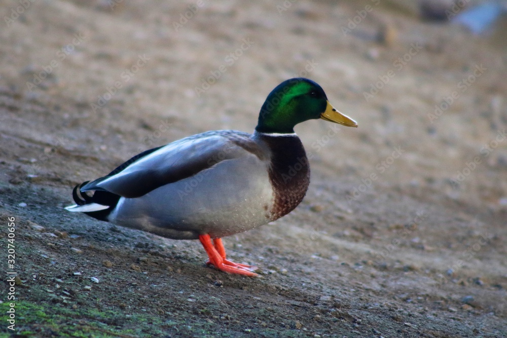 duck in water duck in water