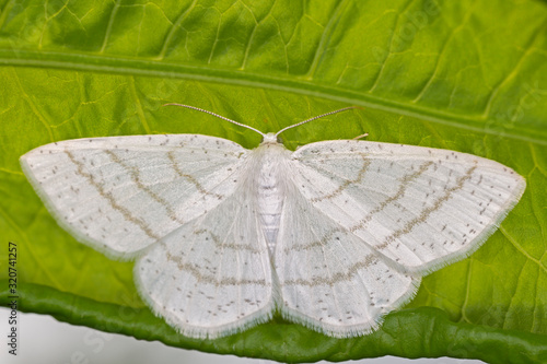 The common white wave (Cabera pusaria) is a moth of the family Geometridae. photo