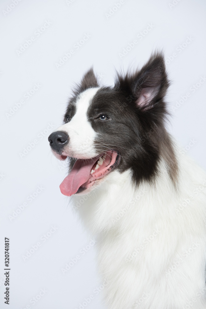 The border collie poses and poses against a white background