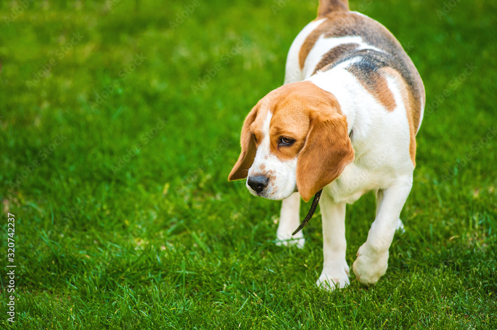 beagle dog walking on the lawn