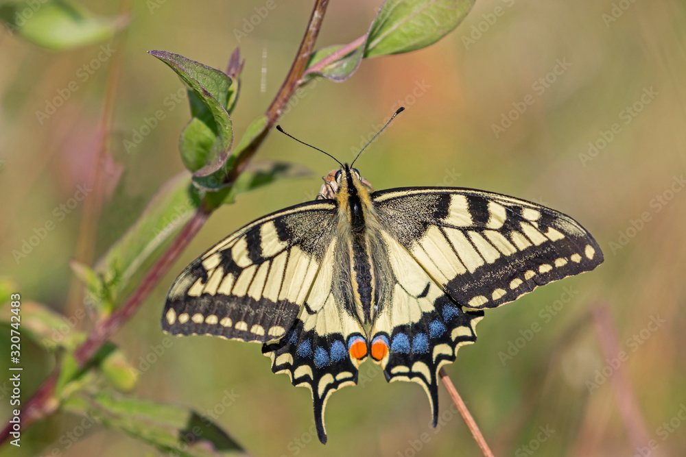 Papilio machaon, the Old World swallowtail, is a butterfly of the family Papilionidae. Old World Swallowtail butterfly - Papilio machaon, beautiful colored iconic butterfly from European meadows. Papilio machaon, the Old World swallowtail, is a butterfly of the family Papilionidae. Old World Swallowtail butterfly - Papilio machaon, beautiful colored iconic butterfly from European meadows.
