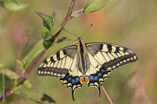 Papilio machaon, the Old World swallowtail, is a butterfly of the family Papilionidae. Old World Swallowtail butterfly - Papilio machaon, beautiful colored iconic butterfly from European meadows.