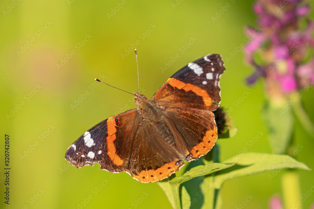 Red Admiral Butterfly - Vanessa atalanta sitting on a flower. Red Admiral Butterfly - Vanessa atalanta sitting on a flower.