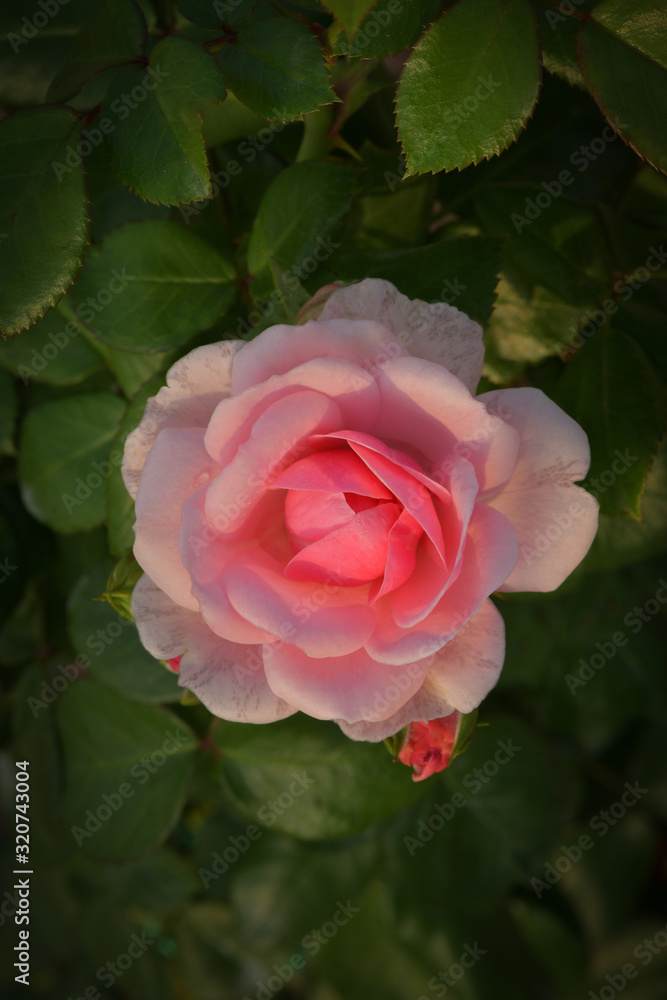 Beautiful rose on dark background Beautiful rose on dark background