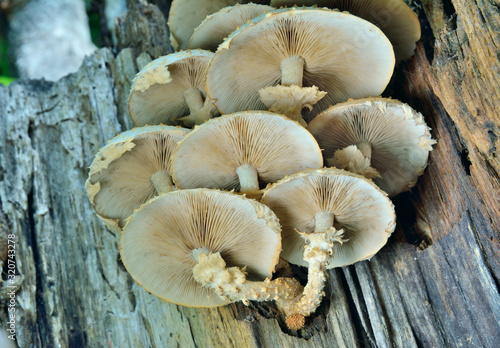 Edible mushrooms (Pholiota squrrosoides) 6