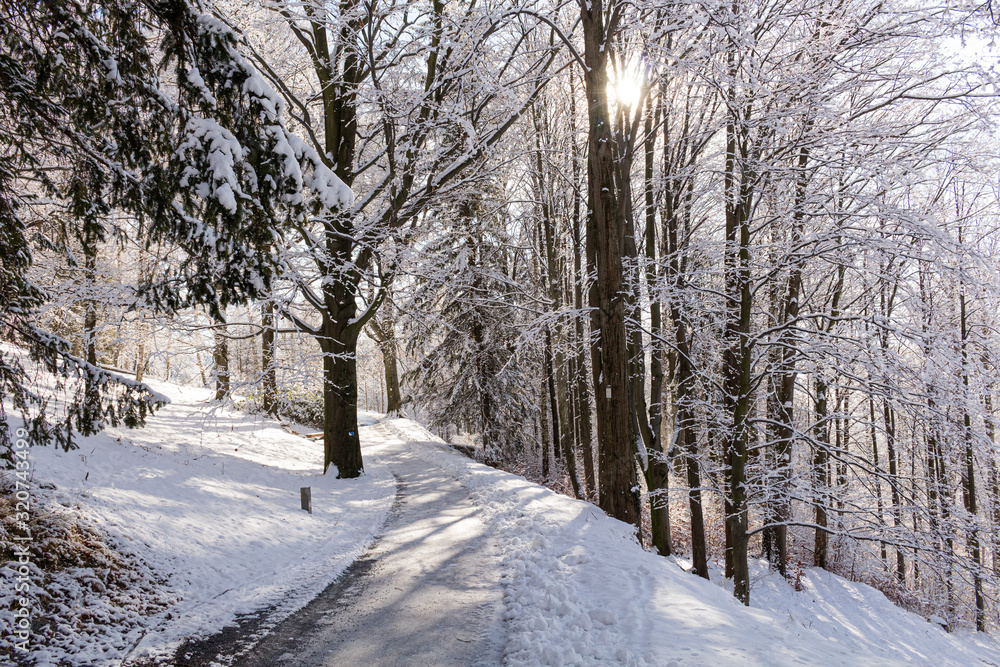Fototapeta premium A calm snowy winter morning landscape with a colorful background, snow covered trees and a road heading down a hill