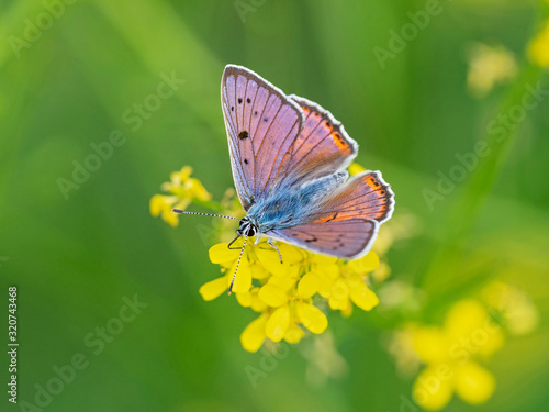 Photography The purple-shot copper (Lycaena alciphron) is a butterfly in the family of the L