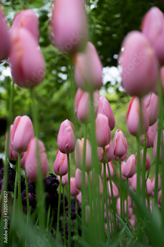 Pink tulips in Keukenhof, Netherlands.