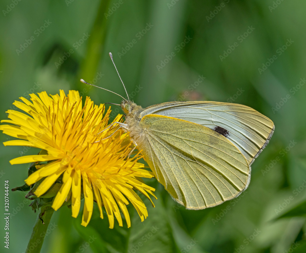 Yellow butterfly on a dandelion flower Yellow butterfly on a dandelion flower