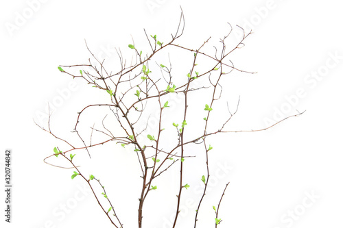 Spring branch with first leaves isolated on white background. Spring twigs with first small leaves of decorative garden bush..