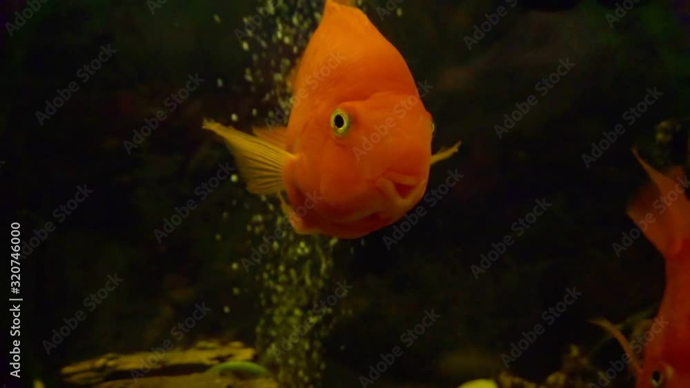 exotic large fish in an glass aquarium close-up exotic large fish in an glass aquarium close-up