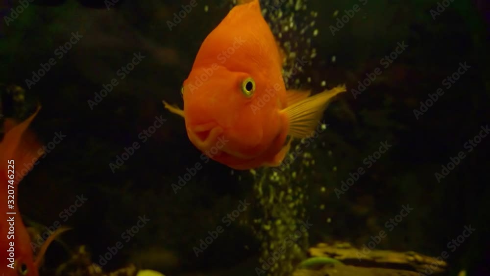 exotic large fish in an glass aquarium close-up exotic large fish in an glass aquarium close-up