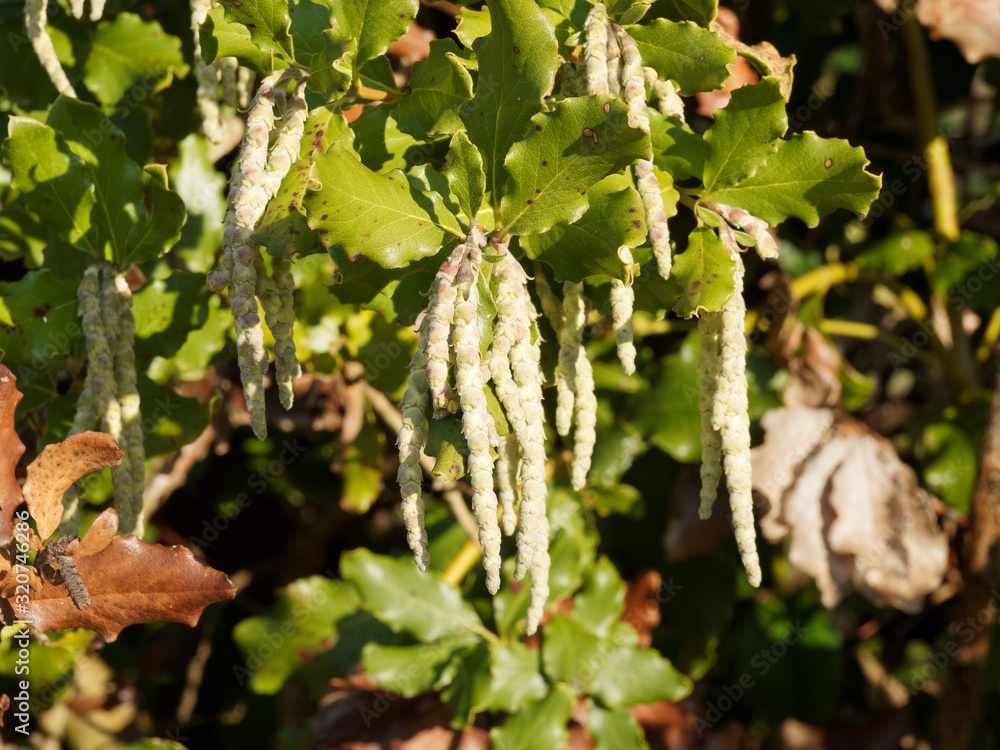 (Garrya elliptica) Coast silk-tassel with inflorescences in cascade of silver or grey-green pendant catkins or aments (Garrya elliptica) Coast silk-tassel with inflorescences in cascade of silver or grey-green pendant catkins or aments