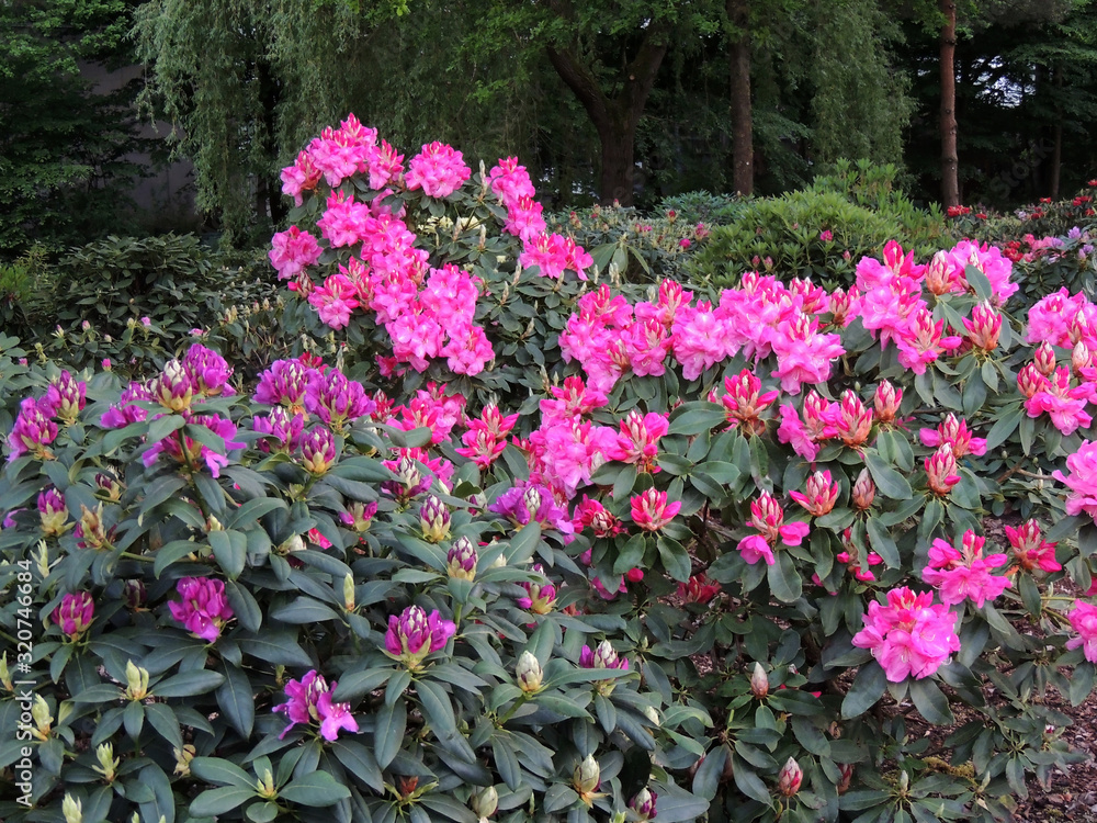 Rhododendron in spring during flowering Rhododendron in spring during flowering