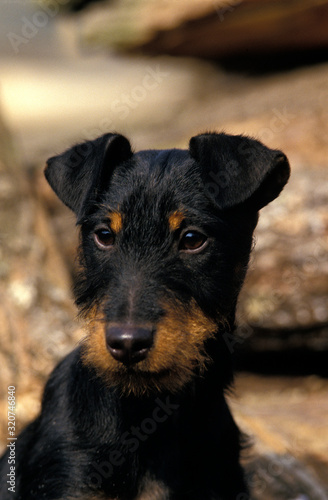 JAGD TERRIER