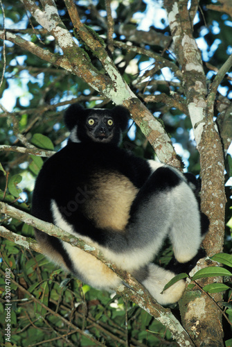 Принти на полотні INDRI indri indri