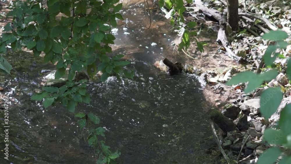 Wild european creek with leafs from a tree