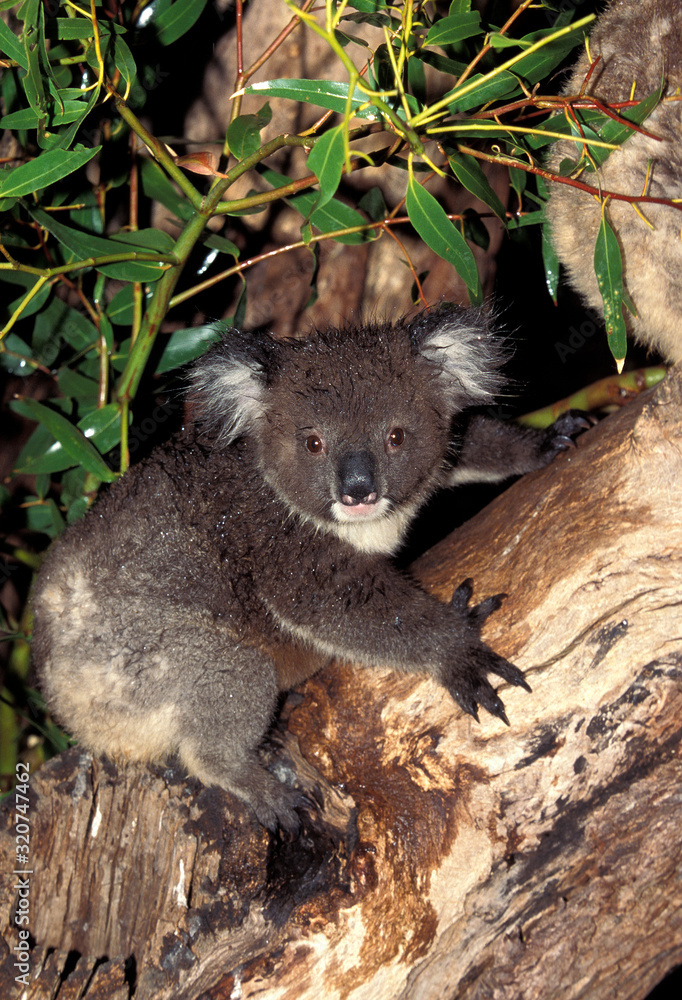 Фотография KOALA phascolarctos cinereus