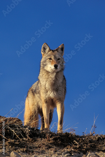 Leinwand Poster COYOTE canis latrans
