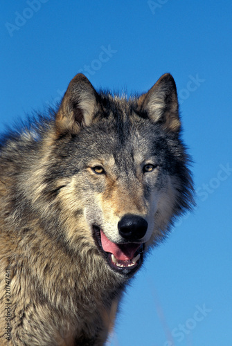 LOUP DU CANADA canis lupus occidentalis