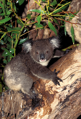 Photography KOALA phascolarctos cinereus