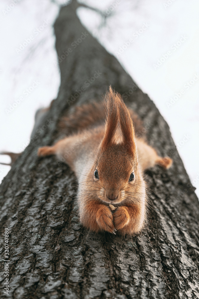 Squirrel eats nuts hanging upside down on tree Stock Photo Adobe Stock