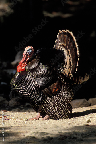 DINDON SAUVAGE meleagris gallopavo photo