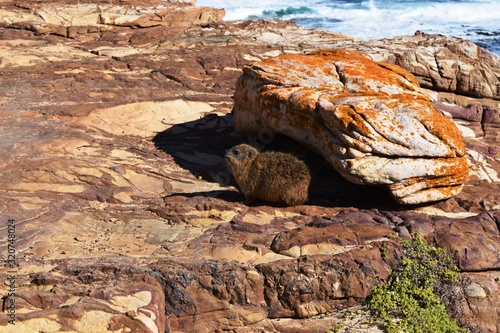 Rock hyrax warms up in the sunlight on the rocks of the Cape of Good Hope