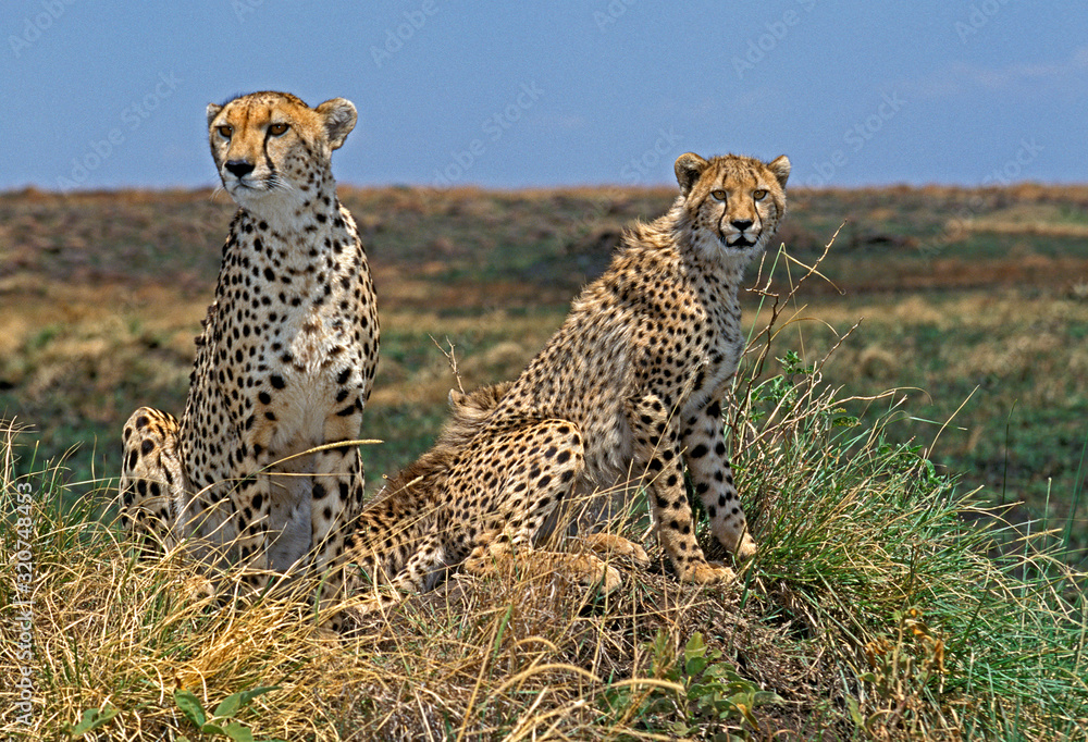 Fototapeta premium GUEPARD acinonyx jubatus