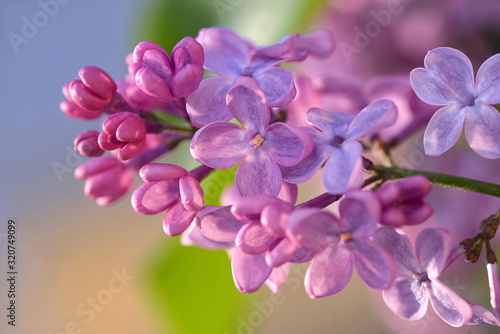Macro of spring lilac violet flowers © Laurentiu Iordache