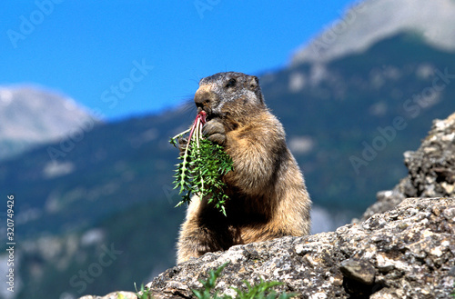 MARMOTTE DES ALPES marmota marmota photo